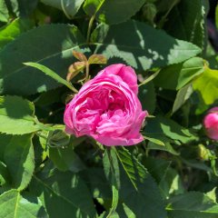 Eine rosane Rose