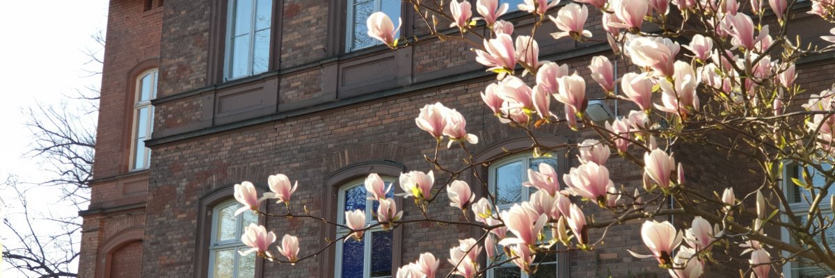 Rosa Blühten vorm Rathaus