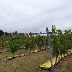 Testfeld mit Reben der Hochschule