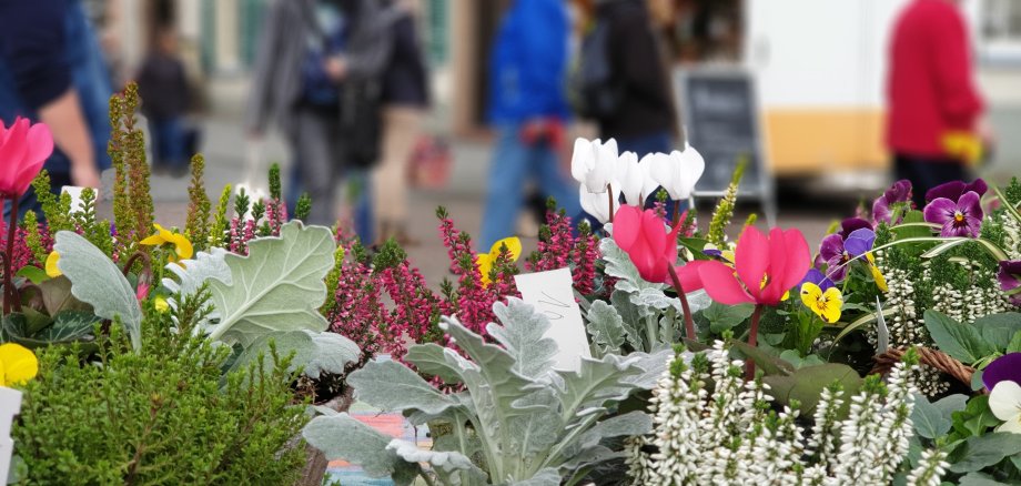 Herbstliche Blumen auf dem Wochenmarkt