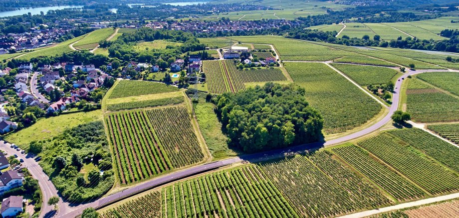 Luftbild der Kulturlandschaft Rheingau (c) Winfried Schönbach