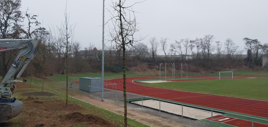 Neugepflanzter Baum am Rheingaustadion