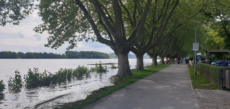 Bäume am Rhein Ufer